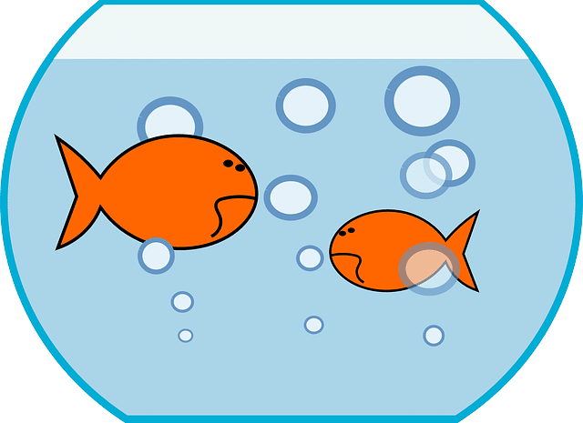  poisson-avril-seo