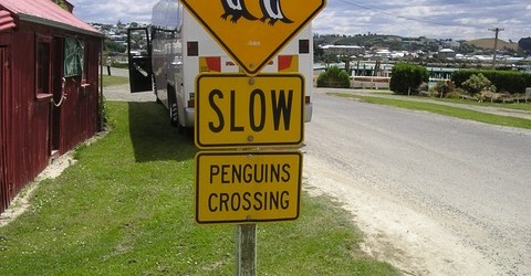 penguin-attention-1